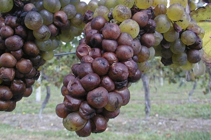 Sour Rot - Grapes